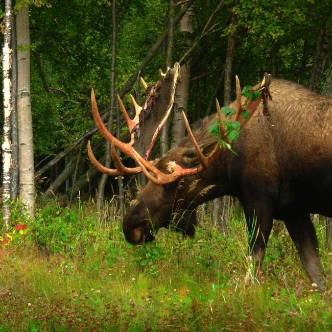 the-travel-planner-north-america-holiday-tour-vacation-holiday-canada-alaska